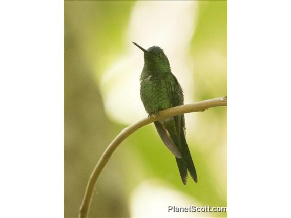 Violet-capped Woodnymph (Thalurania glaucopis)