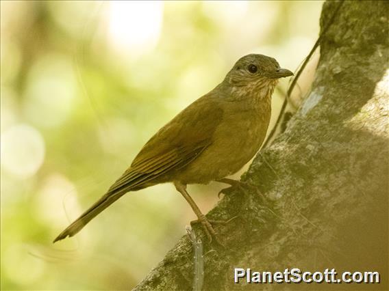 Pale-breasted Thrush (Turdus leucomelas)