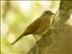 Pale-breasted Thrush (Turdus leucomelas)