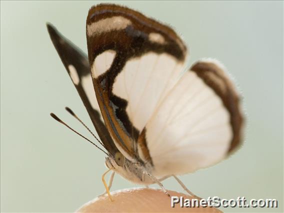 Pale Sailor (Dynamine agacles)