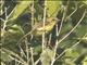 Yellow Tyrannulet (Capsiempis flaveola)