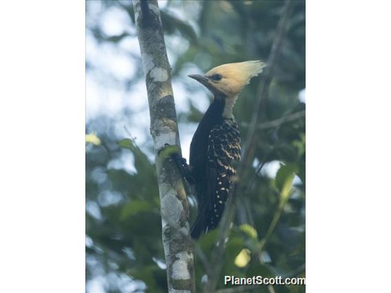 Blond-crested Woodpecker (Celeus flavescens)