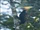 Blond-crested Woodpecker (Celeus flavescens)