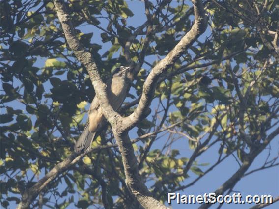 Green-winged Saltator (Saltator similis)