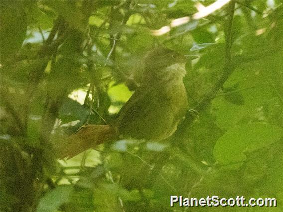 White-eyed Foliage-gleaner (Automolus leucophthalmus)