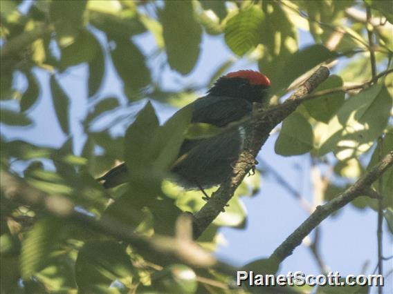 Swallow-tailed Manakin (Chiroxiphia caudata)