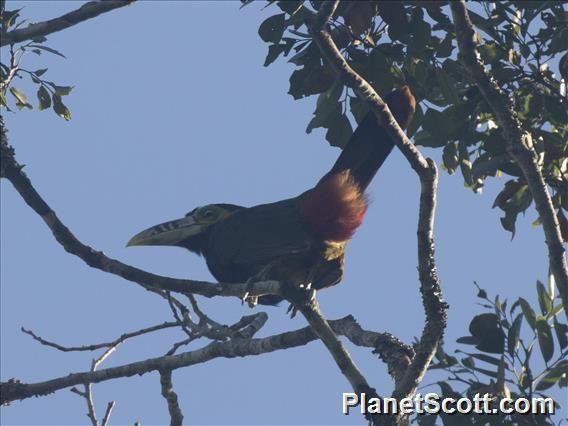 Spot-billed Toucanet (Selenidera maculirostris)