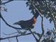 Spot-billed Toucanet (Selenidera maculirostris)