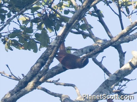 Ochre-breasted Foliage-gleaner (Anabacerthia lichtensteini)