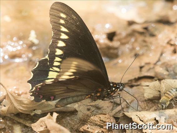 Polydamas Swallowtail (Battus polydamas)