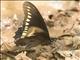 Polydamas Swallowtail (Battus polydamas)