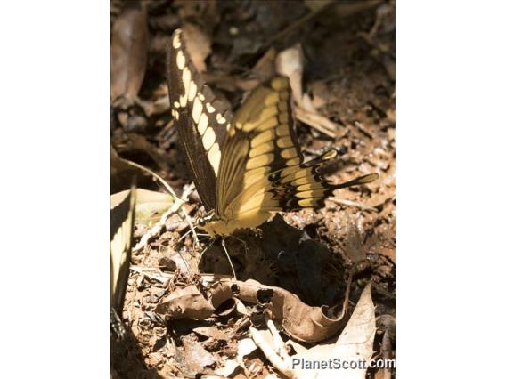 Thoas Swallowtail (Papilio thoas)