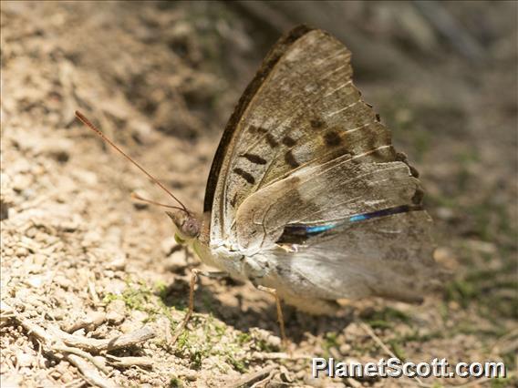 Turquoise Emperor (Doxocopa laurentia)