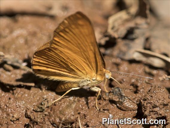 Metalmark Butterfly (Emesis ssp)