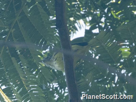 Streak-capped Antwren (Terenura maculata)