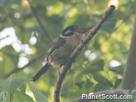 White-eared Puffbird (Nystalus chacuru)