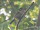 White-eared Puffbird (Nystalus chacuru)