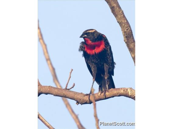 White-browed Meadowlark (Leistes superciliaris)