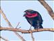 White-browed Meadowlark (Leistes superciliaris)