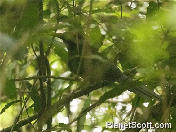 Rufous-capped Motmot (Baryphthengus ruficapillus)