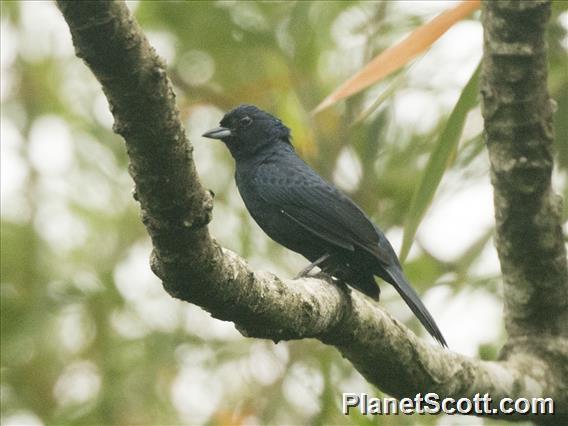 Ruby-crowned Tanager (Tachyphonus coronatus)