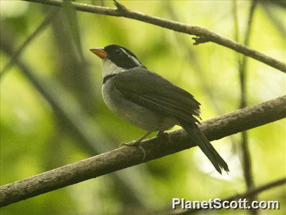 Saffron-billed Sparrow (Arremon flavirostris)