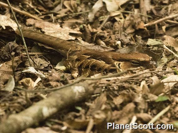 Common Pauraque (Nyctidromus albicollis)