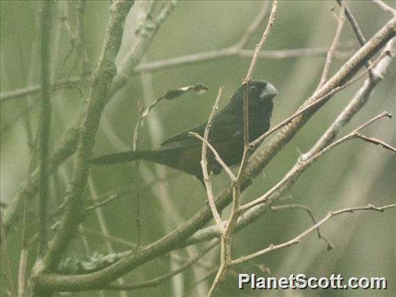 Chestnut-bellied Seed-Finch (Sporophila angolensis)