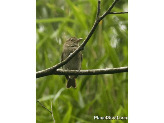 Euler's Flycatcher (Lathrotriccus euleri)