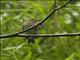 Eulers Flycatcher (Lathrotriccus euleri)