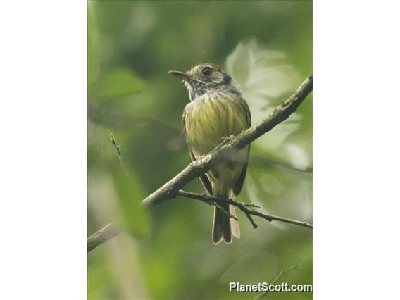 Eared Pygmy-Tyrant (Myiornis auricularis)