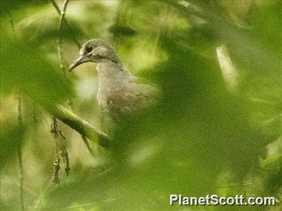 Gray-fronted Dove (Leptotila rufaxilla)