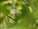 Gray-fronted Dove (Leptotila rufaxilla)