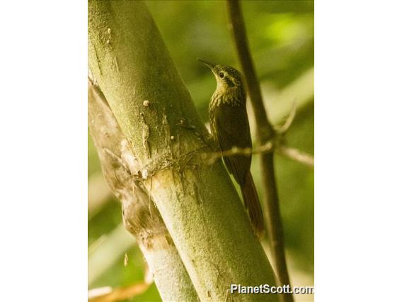 Lesser Woodcreeper (Xiphorhynchus fuscus)