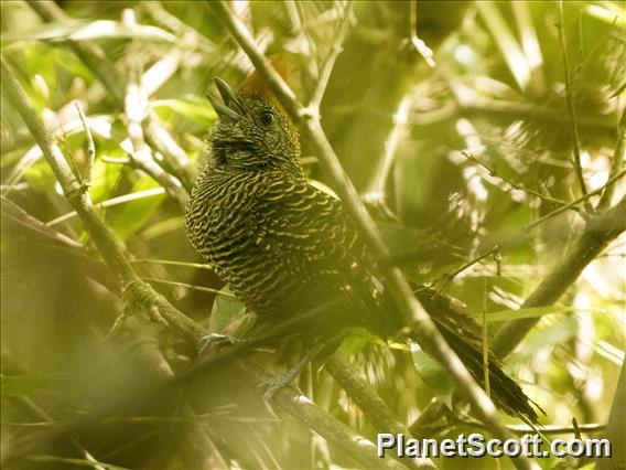 Tufted Antshrike (Mackenziaena severa)