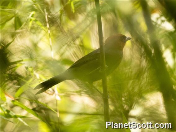 Chestnut-headed Tanager (Thlypopsis pyrrhocoma)