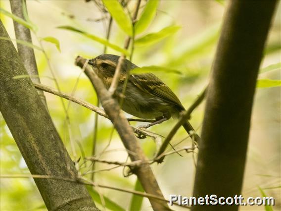 Ochre-faced Tody-Flycatcher (Poecilotriccus plumbeiceps)