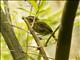 Ochre-faced Tody-Flycatcher (Poecilotriccus plumbeiceps)