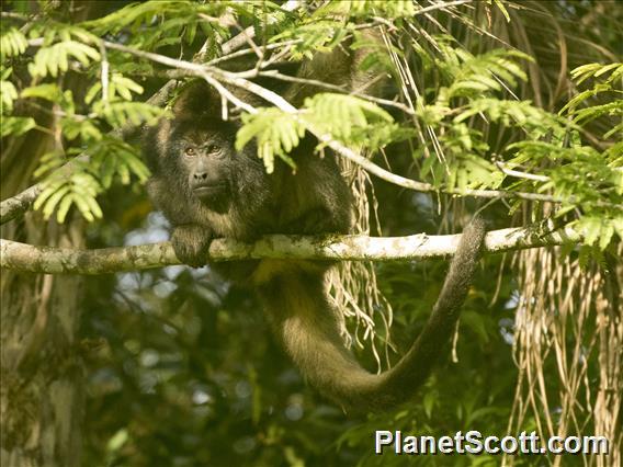 Black Howler Monkey (Alouatta caraya)