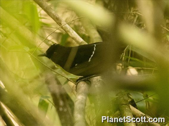 White-shouldered Fire-eye (Pyriglena leucoptera)