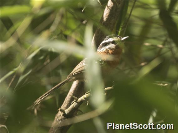 Bertoni's Antbird (Drymophila rubricollis)