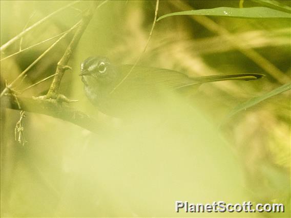 White-browed Warbler (Myiothlypis  leucoblephara)