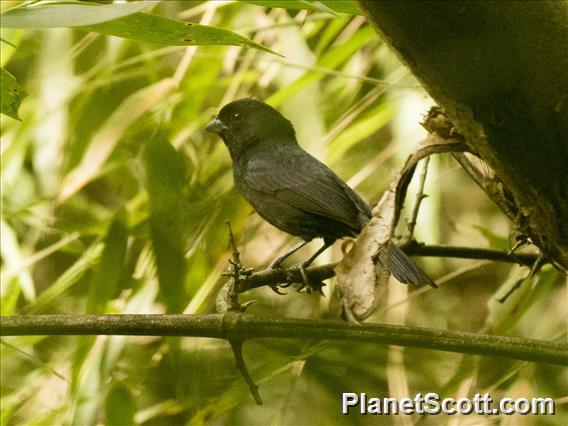 Blackish-blue Seedeater (Amaurospiza moesta)