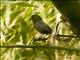 Blackish-blue Seedeater (Amaurospiza moesta)