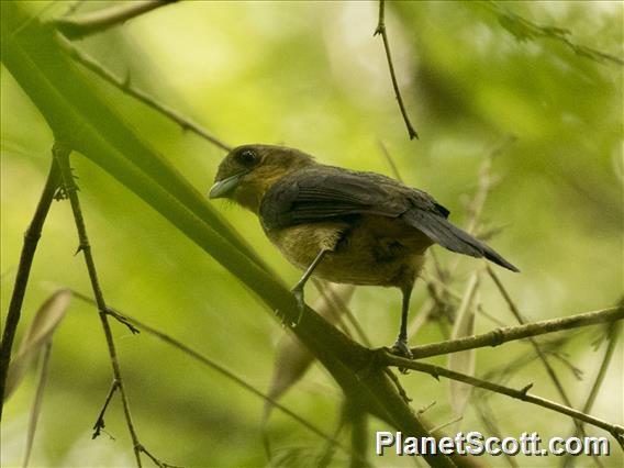 Black-goggled Tanager (Trichothraupis melanops)