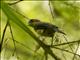 Black-goggled Tanager (Trichothraupis melanops)