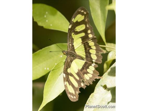 Malachite (Siproeta stelenes)