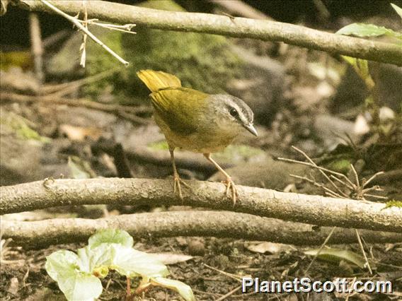 Riverbank Warbler (Myiothlypis  rivularis)