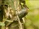 Ochre-collared Piculet (Picumnus temminckii)