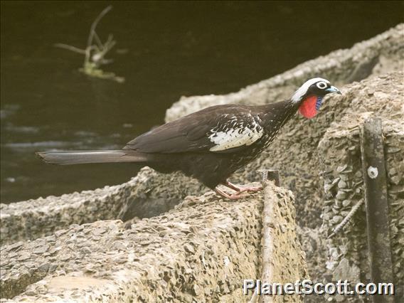 Black-fronted Piping-Guan (Pipile jacutinga)